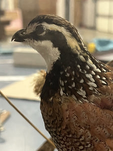 Taxidermy Quail In Glass Case