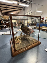 Load image into Gallery viewer, Taxidermy Quail In Glass Case