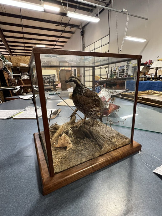 Taxidermy Quail In Glass Case