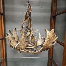 Load image into Gallery viewer, Reproduction Elk Antler Chandelier