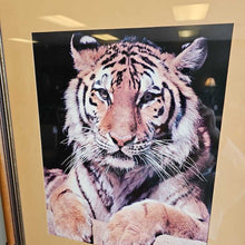 Load image into Gallery viewer, Framed Tiger Picture
